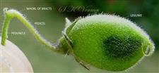  Legume